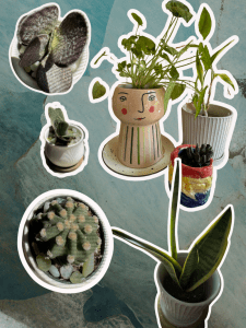 Collage of plants
